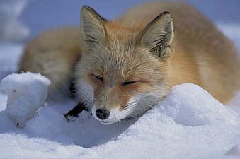 A red fox, or Vulpes vulpes, in the snow.