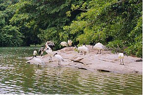 Troop of white ibises