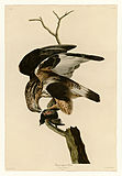 Rough-legged hawk (Buteo lagopus)