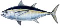 Schwarzflossen-Thunfisch (Thunnus atlanticus)