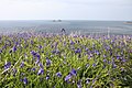 Image 20Bluebells on the Cornish coast (from Geography of Cornwall)