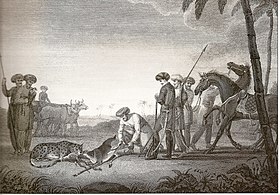 Hunting of Blackbuck with Cheetah
