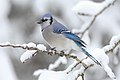 3rd place (tied): Blue Jay bird, by Mdf (GFDL)