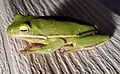 Image 14American green tree frog, Dryophytes cinereus or Hyla cinerea, Hylidae, central and southeastern United States (from Tree frog)