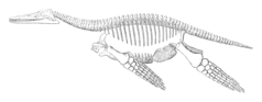 Diagram of the same skeleton in side view