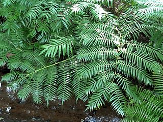 Fronds of Ptisana fraxinea overhanging the stream