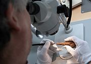 Untersuchung von bei den Grabungen 2013 gefundenen Artefakten, hier der verzierte Knochengriff eines Messers