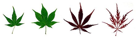 Examples of leaf variation among 4 cultivars