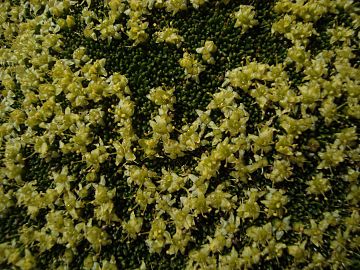 Flowers of Azorella monantha