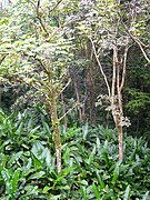 Trees of Babonneau