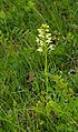 Grünliche Waldhyazinthe (Platanthera chlorantha)