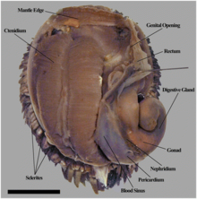 Dorsal view shows a double comb-like ctenidium on the left side. There are circulatory system structures and a digestive gland on the right side. The body is surrounded by dark scales.