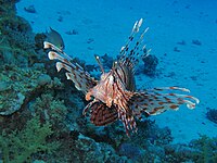 Common lionfish at Sataya reef (Red Sea)