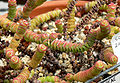 Crassula rupestris ssp. marnieriana - University of California Botanical Garden, Berkeley, California."