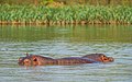 Flusspferde im Wasser nahe dem Blauer-Nil-Ausfluss