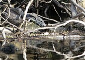 Young alligators along the river bank
