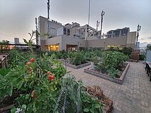 Rows of different plants are placed in their own section of part of a rooftop. There are multiple levels of these flourishing crops. You can see the city skyline around the sides and the back of the building in focus.