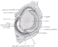 Horizontal section through the eye of an eighteen days' embryo rabbit. X 30