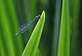 Damselfly on reeds at the Lake, June 2014