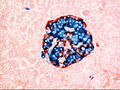A pancreatic islet, stained.