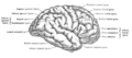 Lateral view of the human cerebral hemispheres illustrating the principal gyri.