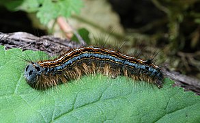 Caterpillar, Ermingen, Ulm, Germany