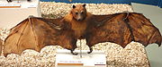 A taxidermy of a tan bat with dark brown limbs