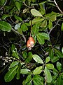 Cashew-Frucht (auf Bali); indonesische Bezeichnung für den Samen (Cashew-Nuss): kacang mete
