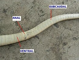 The tail of a dead snake on the ground lying inverted to show the scales on the underside. It should be noted that the cloacal plate is incorrectly labeled as "anal".