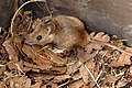 yellow-necked mouse