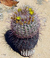 Blooming barrel cactus in the Mojave Desert, California