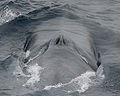 Bartenwale haben zwei Blaslöcher (hier: Blauwal)