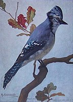 1910, Blue Jay by John Henry Hintermeister. Published by Church and Dwight.