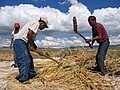Threshing quinoa in Peru
