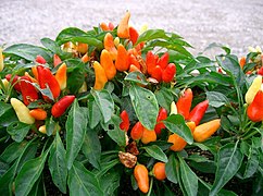 A capsicum annuum plant, with fruit of varied ripeness.