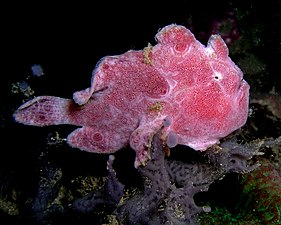 An Ocelated frogfish (Antennarius ocellatus), from East Timor. The frogfish is camouflaged to look like a rock covered with algae or seaweed; it lies motionless and waits for its prey to come to it.