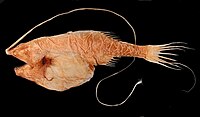 This anglerfish has a dorsal fin whose first ray has become very long and is tipped with a luminous photophore fishing lure