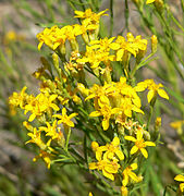 Flowers of Gutierrezia sarothrae