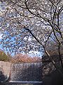 Blossoms at the FDR Memorial.