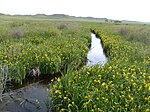 A small river flows through a field of grass and yellow flowers.