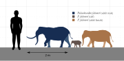 Size comparison of the dwarf elephant Palaeoloxodon falconeri, one of the smallest elephants known