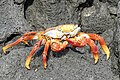 Sally Lightfoot Crab (Grapsus Grapsus) on Santiago