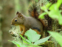 A Douglas squirrel (Tamiasciurus douglasii)