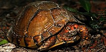 Three-toed box turtle (Terrapene carolina) in Walker County