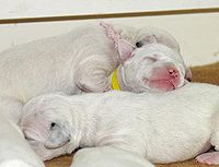 Newborn Dalmatian puppies