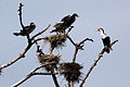 Weißbrustkormorane