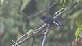 White-tailed robin from Neora Valley National Park in Darjeeling, West Bengal