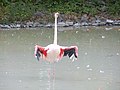 The greater flamingo