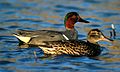 Green-winged Teal, Anas crecca