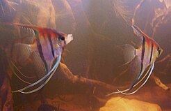 Two freshwater angelfish with long fins, facing to the right, are in hazy, brownish, water.